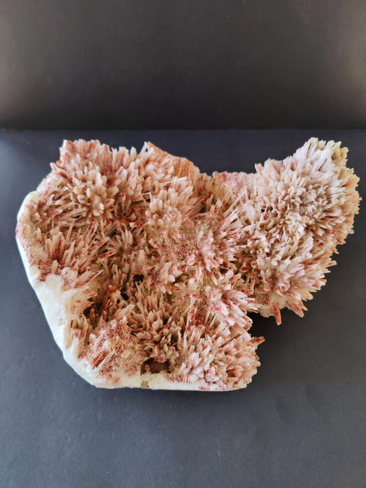 Mineral crystal specimen with rose and cream branching needle clusters on white base