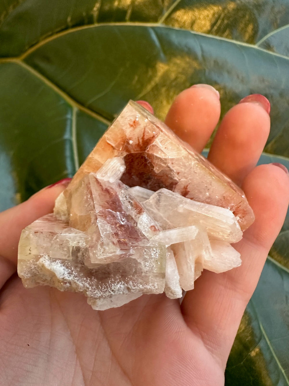 Apophyllite cube crystal cluster in hand, showing clear white and reddish stones.