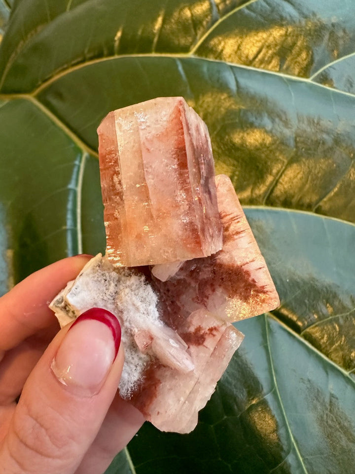 Tall red apophyllite cube crystal with clear white druzy growth, held in hand.