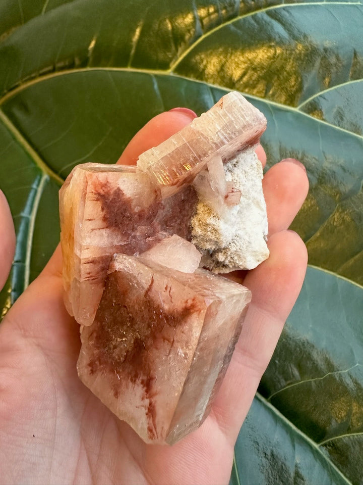 Apophyllite cube crystal with reddish top and white druzy underside on green leaf.