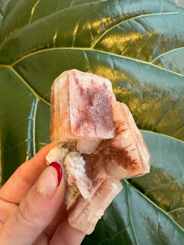 Pink-red apophyllite cube crystal with white druzy base, held up for viewing.
