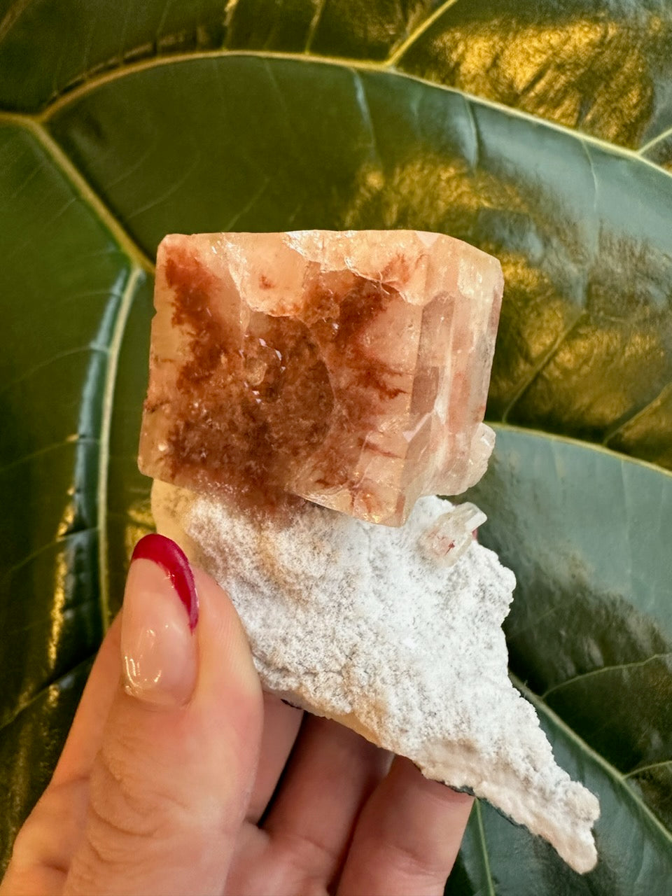 Red apophyllite cube atop white druzy mineral, held against a green leaf.