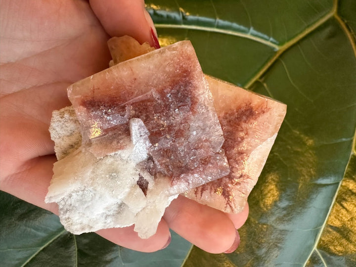 Red apophyllite cube crystal cluster with clear facets and white druzy base in hand.