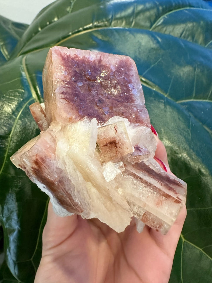 Purple-red apophyllite cube with white crystals and clear prongs in hand
