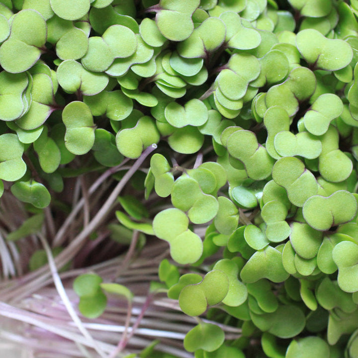Kale microgreens bunch with many bright green round leaves on stems