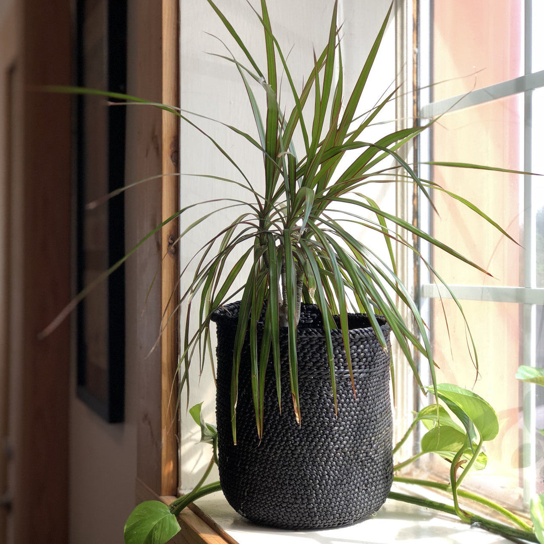 Dark woven basket used as a planter, cylindrical with sturdy textured weave