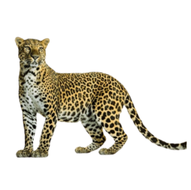 Leopard cub standing with spotted coat and curled tail on transparent background