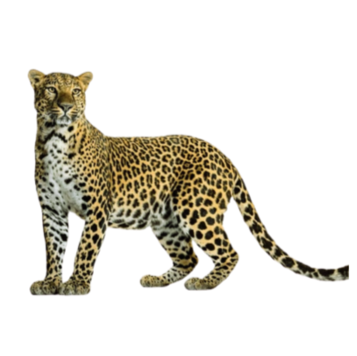 Leopard cub standing with spotted coat and curled tail on transparent background