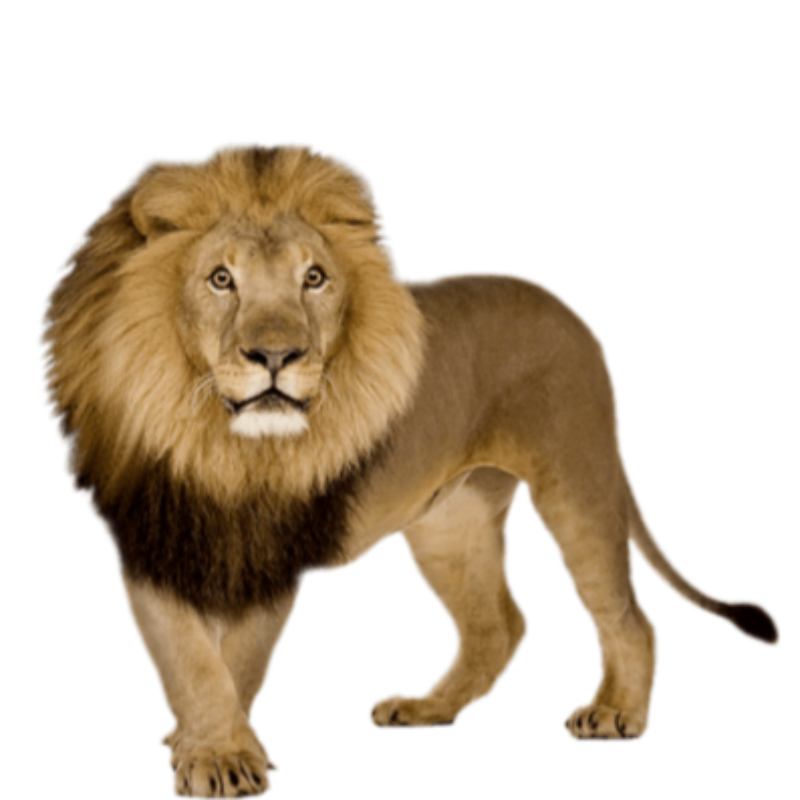 Golden-brown lion mascot for coffee label design