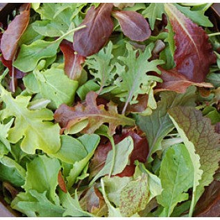 Mixed lettuce leaves with green and burgundy tones