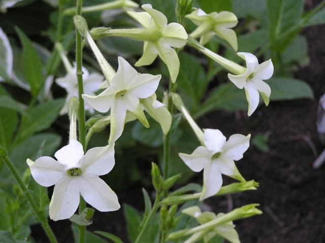 White nicotiana flowers with star-shaped petals on green stems