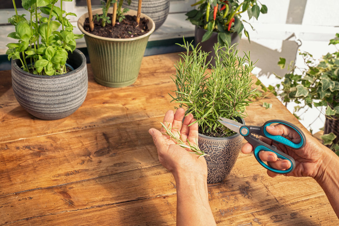 Herb scissors with teal handles trimming sprigs on a wooden table