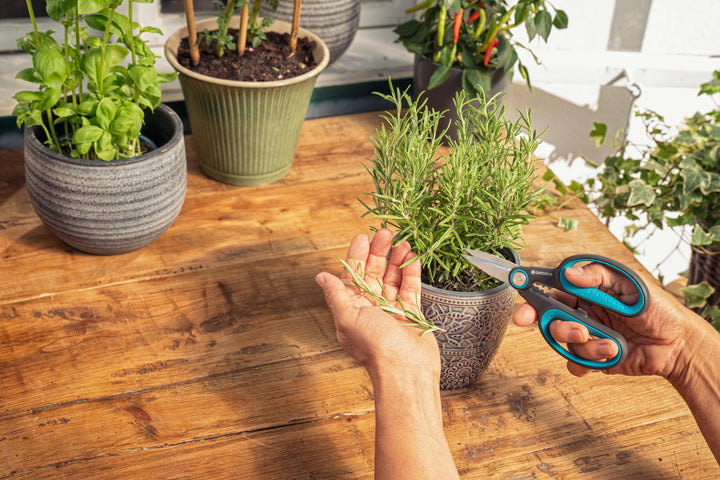 Herb scissors with teal handles trimming sprigs on a wooden table
