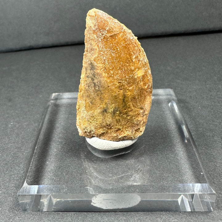 1.75-inch Carcharodontosaurus tooth on white display mount