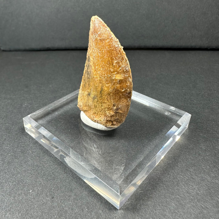Carcharodontosaurus tooth with tall triangular shape on clear display base