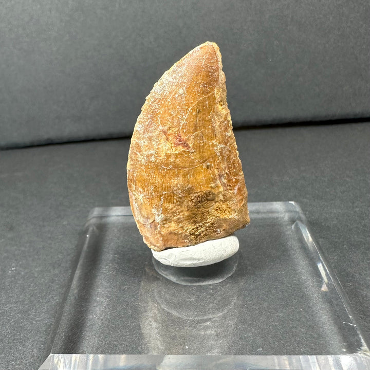 Carcharodontosaurus tooth specimen on white pedestal, orange-brown