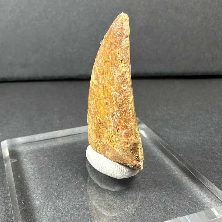 Carcharodontosaurus tooth specimen on white mount, side view