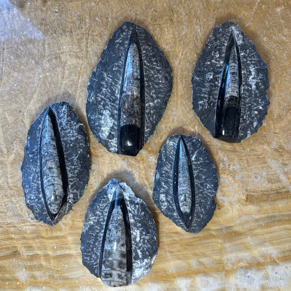 Assorted Orthoceras fossil pieces in black limestone with oval openings, 5 specimens