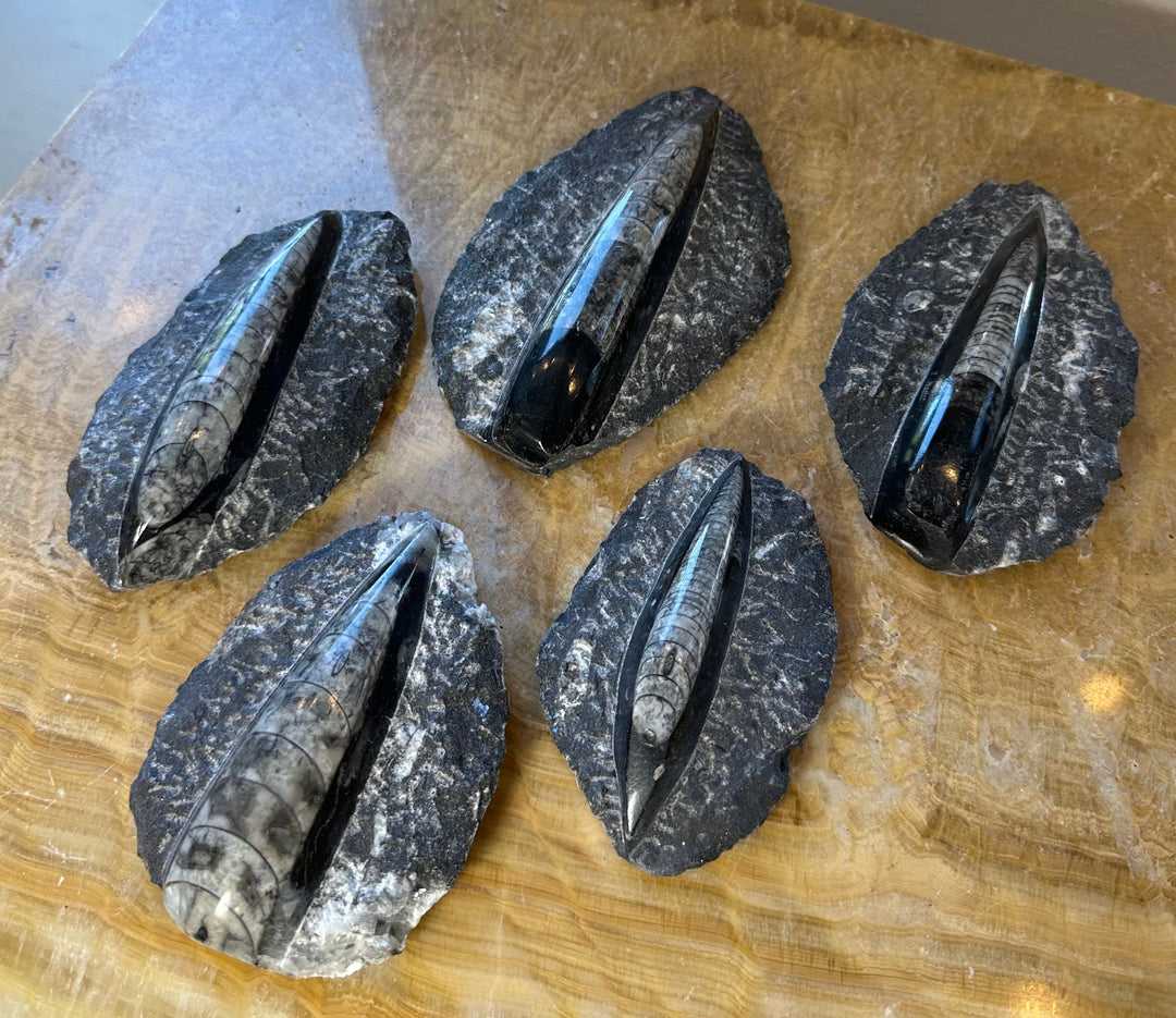 Set of black limestone Orthoceras fossil pieces with oval ends, 5 specimens