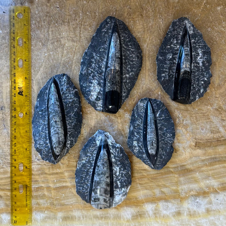 Orthoceras fossil pieces in black limestone shown with a measuring ruler, 5 specimens