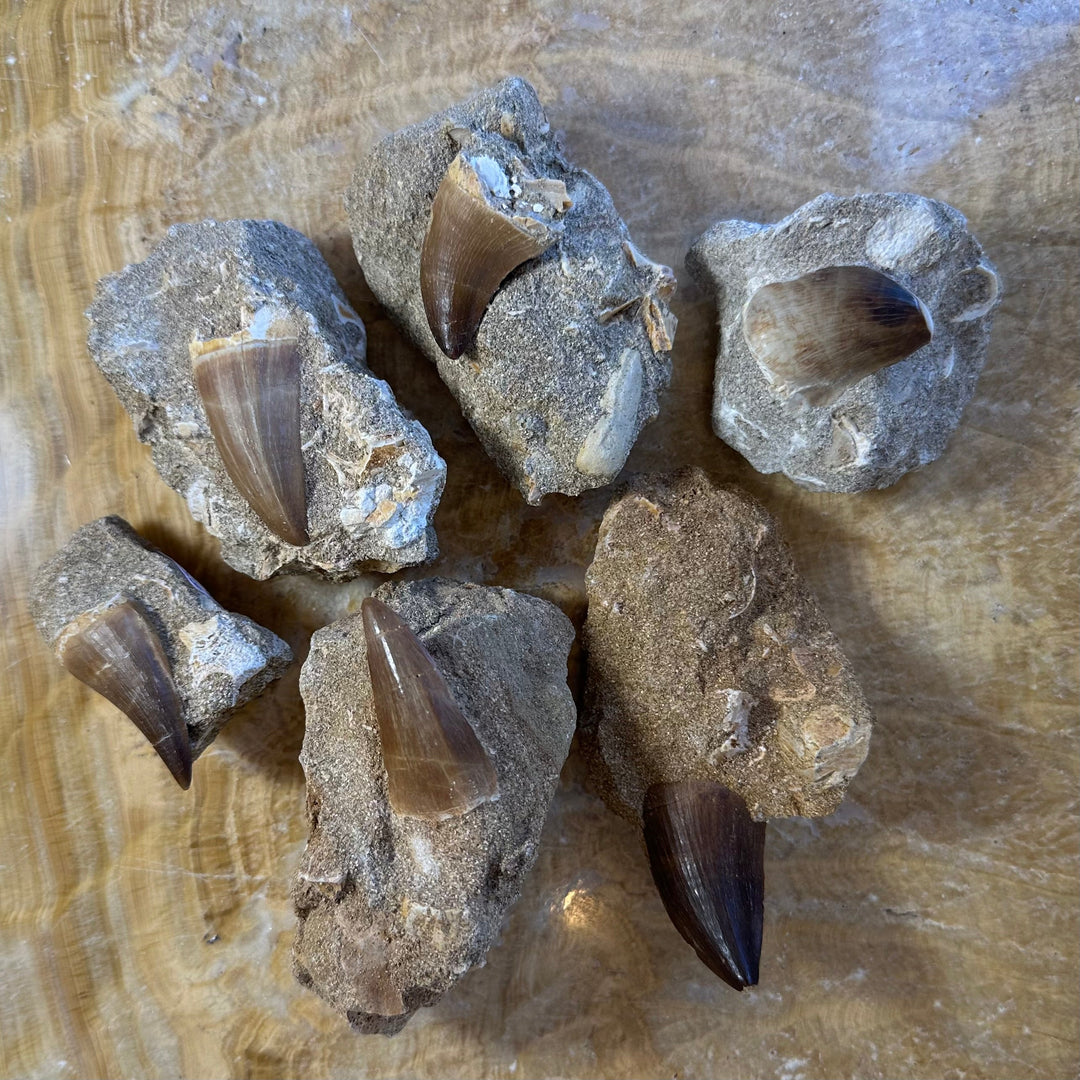 Mosasaur tooth fossils set in gray stone matrix, six jagged pieces