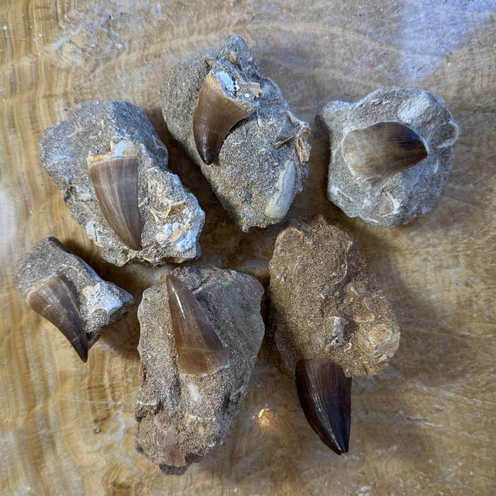 Mosasaur tooth fossils set in gray stone matrix, six jagged pieces