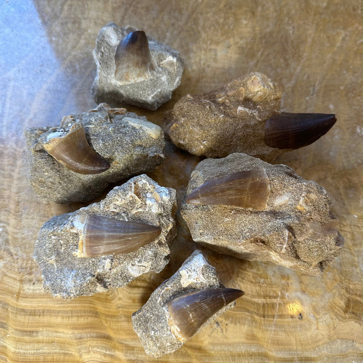 Mosasaur tooth fossil fragments in tan-gray matrix stone with dark tooth tips