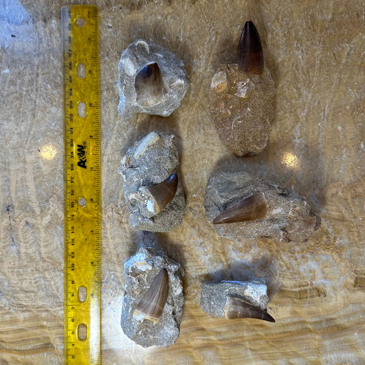 Mosasaur tooth fossils on stone matrix beside yellow measuring ruler