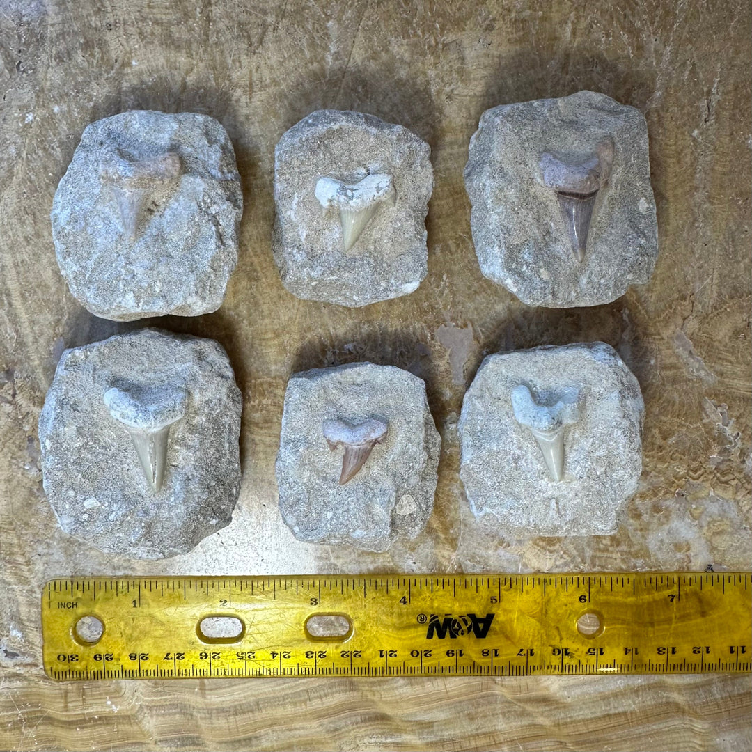 Six shark tooth fossil pieces on rock matrix, with yellow ruler across for scale