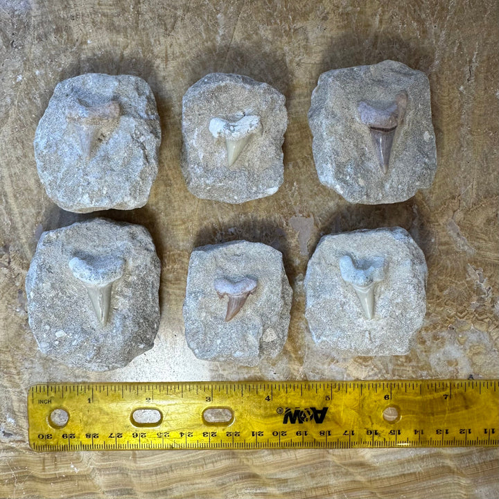 Six shark tooth fossil pieces on rock matrix, with yellow ruler across for scale