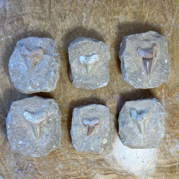 Six shark tooth fossil pieces on tan rock matrix, triangular teeth exposed