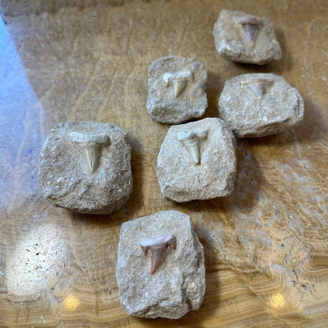 Six shark tooth fossil pieces embedded in gray rock matrix, teeth facing up
