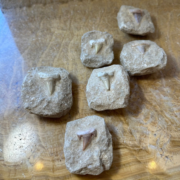 Six shark tooth fossil pieces embedded in gray rock matrix, teeth facing up