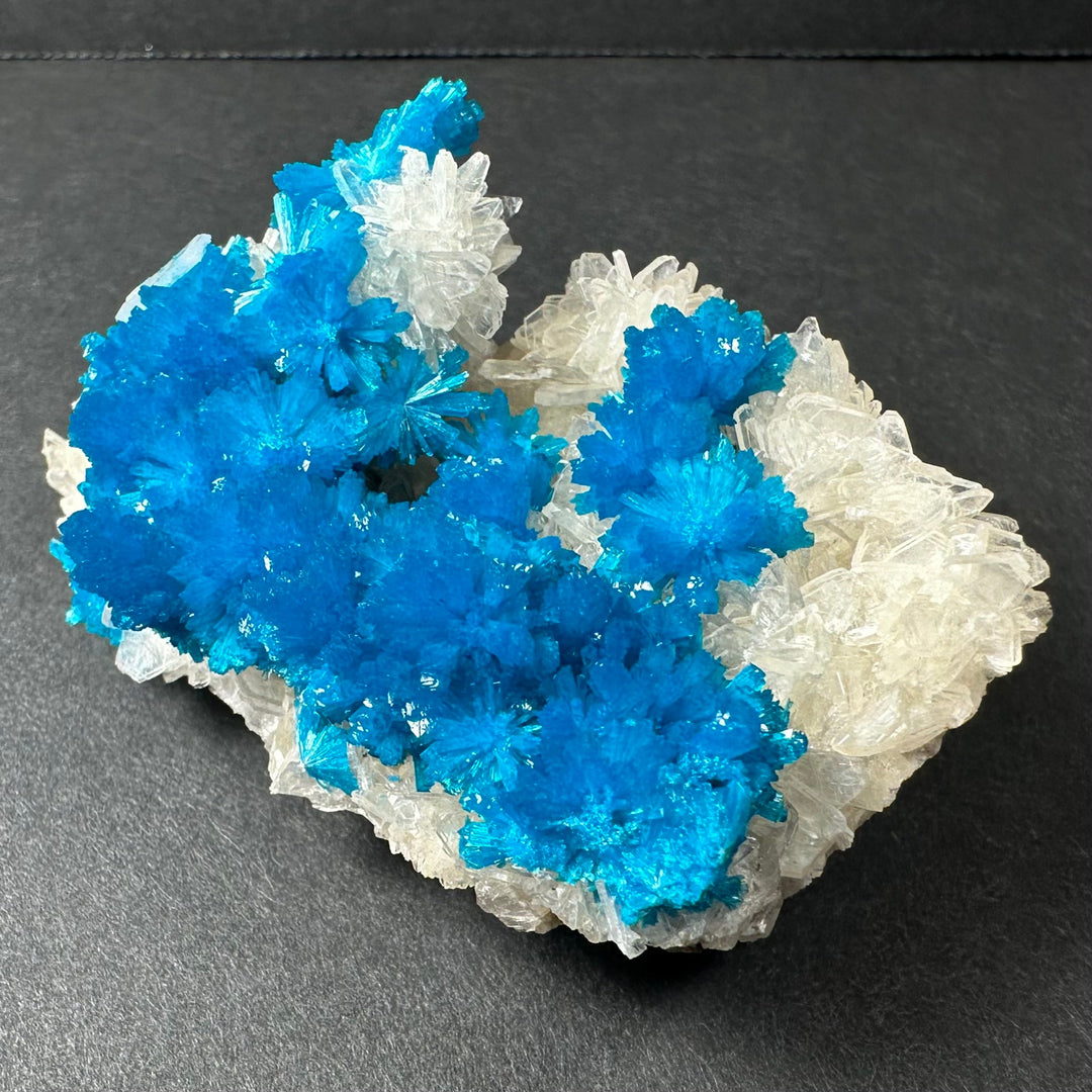 Cavansite and stilbite crystal cluster featuring bright blue crystals and white backing