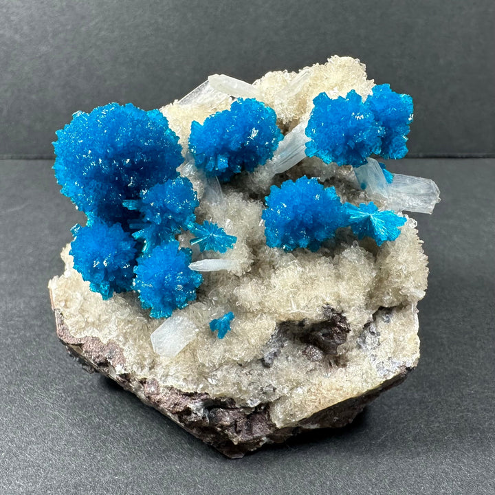 Mineral specimen with multiple vivid blue crystal clusters on pale white base