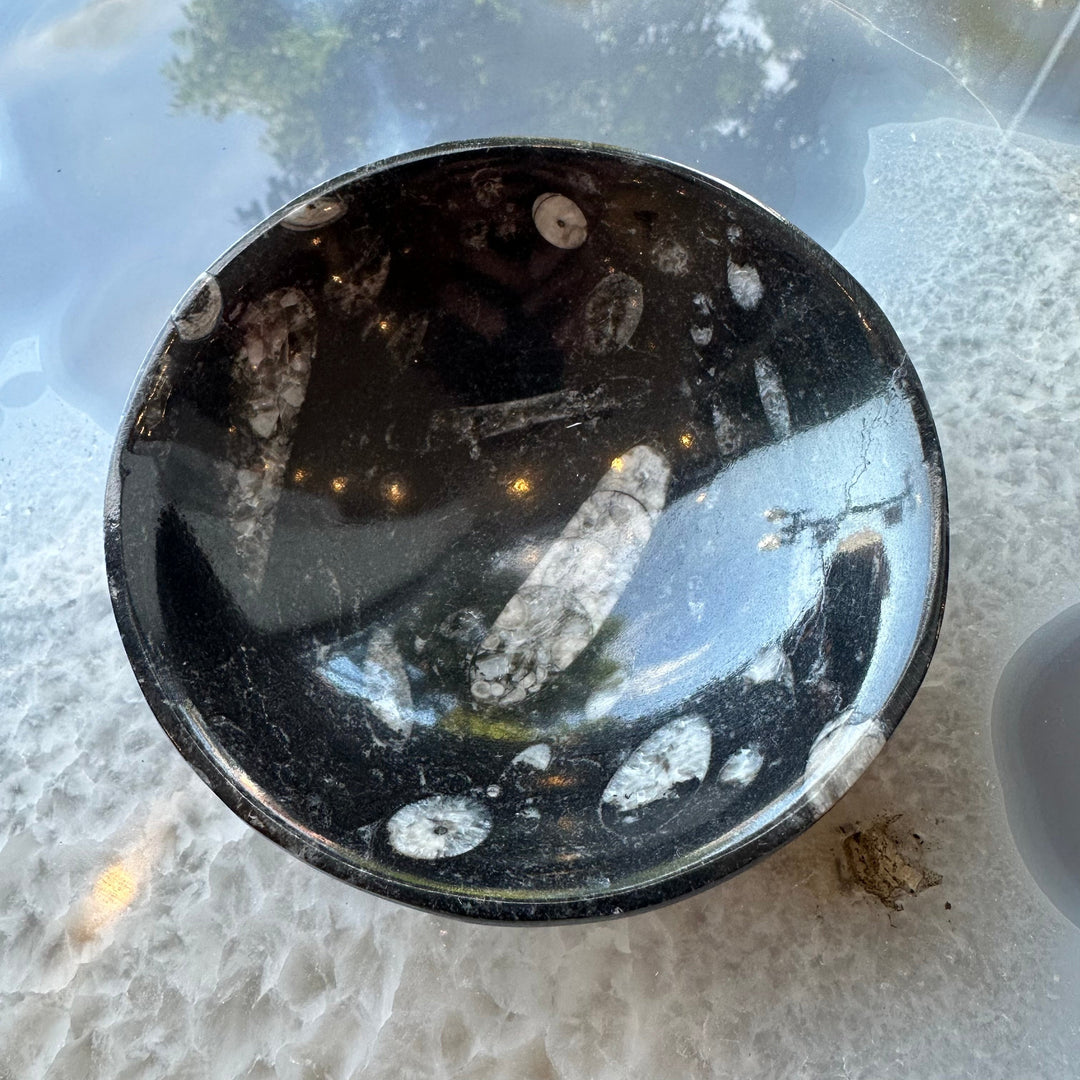 Black limestone fossil bowl with white orthoceras fossil inclusions, top view