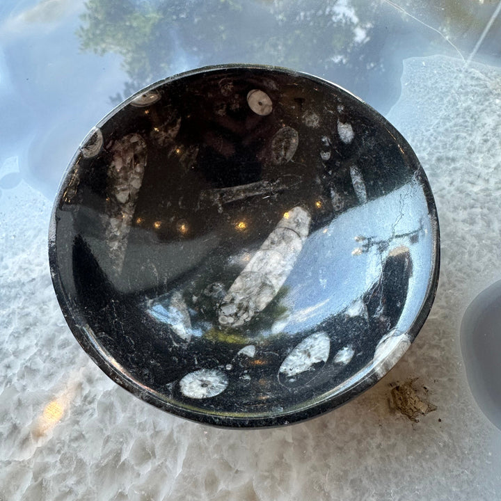 Black limestone fossil bowl with white orthoceras fossil inclusions, top view