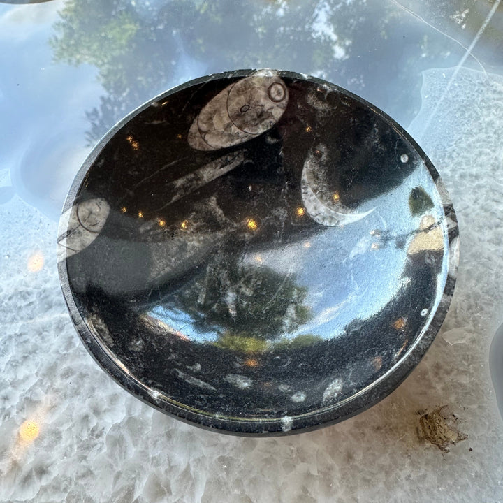 Black limestone fossil bowl with white orthoceras fossil inclusions, angled view