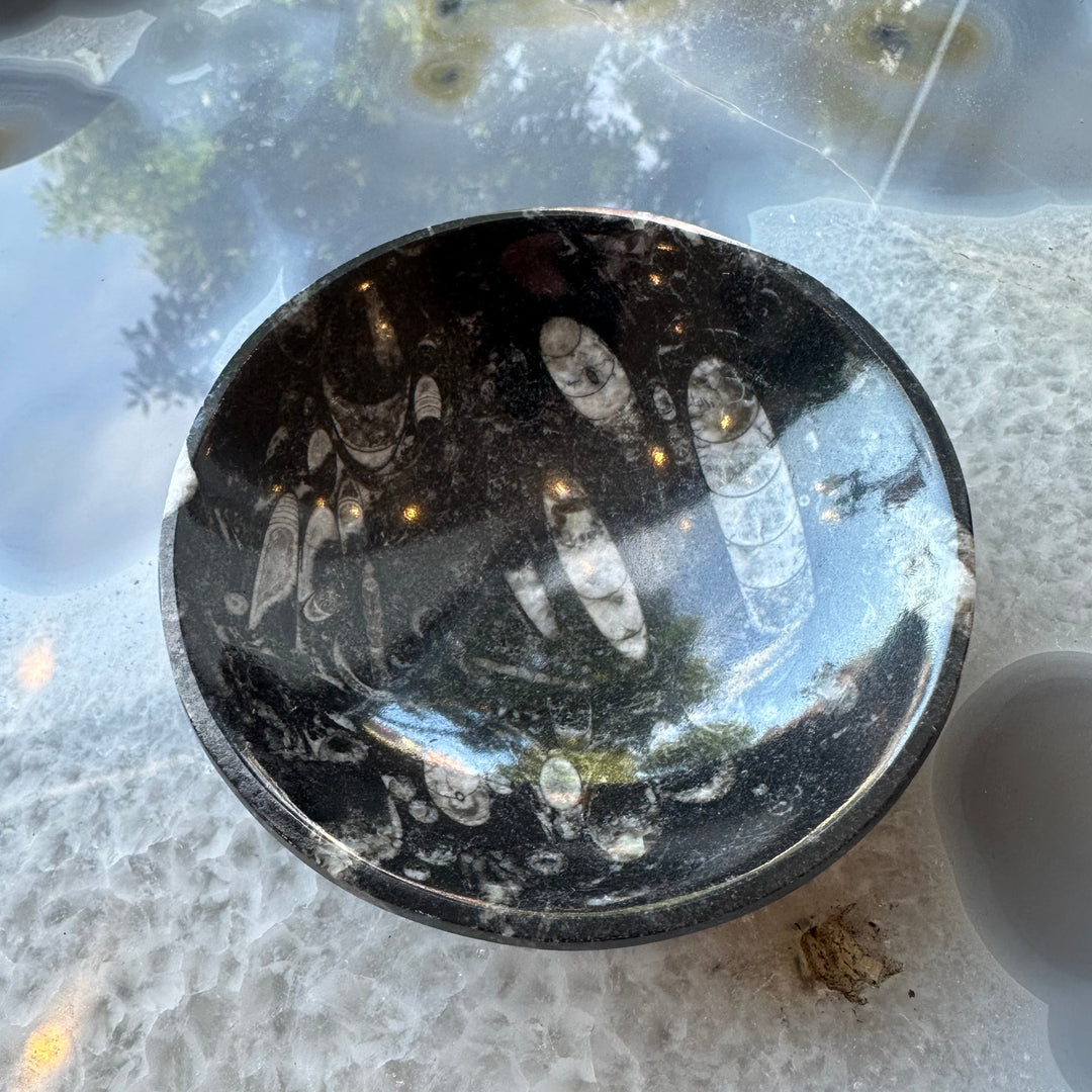 Black limestone fossil bowl with white orthoceras fossil inclusions, rim detail