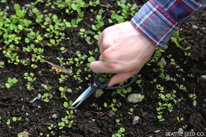 Garden pruning shears held in hand trimming small plants in soil