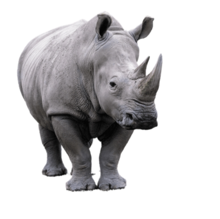 White rhinoceros standing, used as coffee label graphic