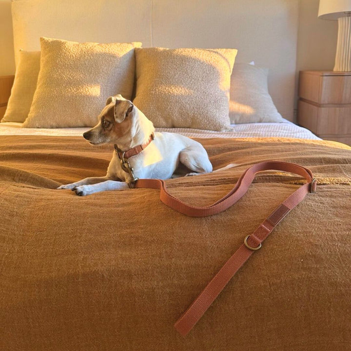 Tilley + Me Joshua Tree Hemp Cotton Dog Collar