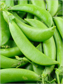 Fresh green sugar snap pea pods in close-up