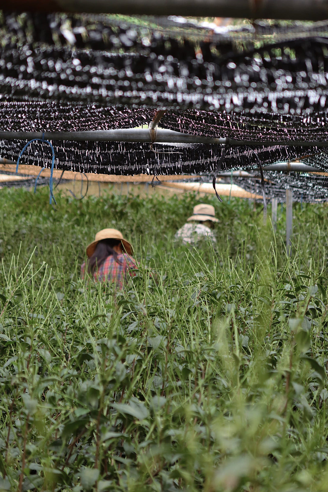 Single-cultivar matcha tea farm irrigation sprinklers over green fields