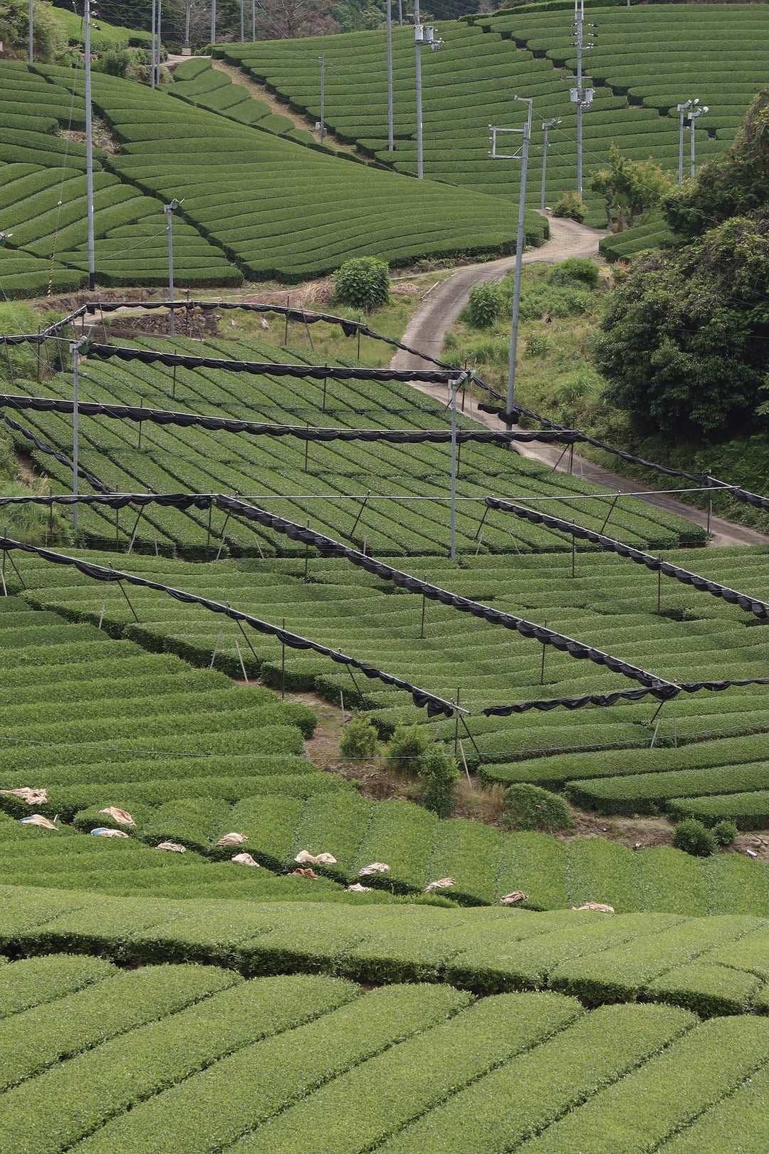 Single-cultivar matcha tea plantation rows on a hillside