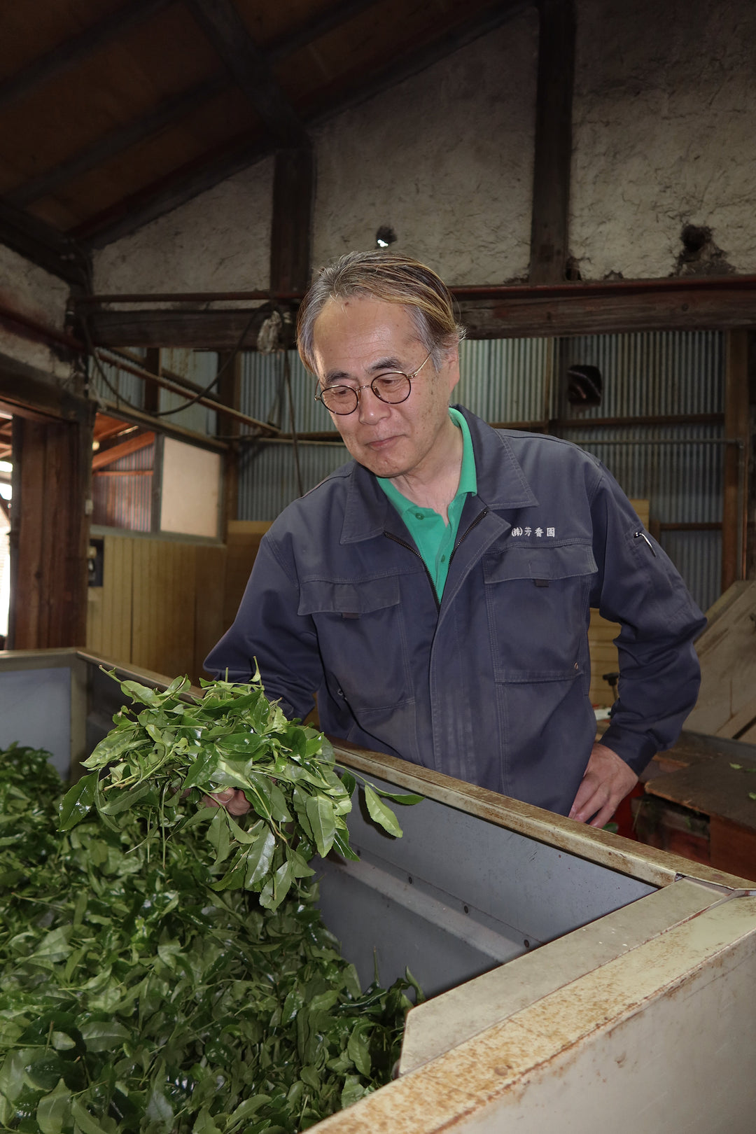 Single-cultivar matcha tea worker harvesting fresh leaves in a greenhouse