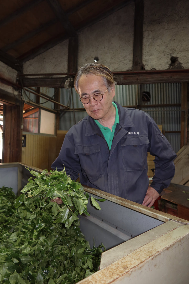 Single-cultivar matcha tea worker harvesting fresh leaves in a greenhouse