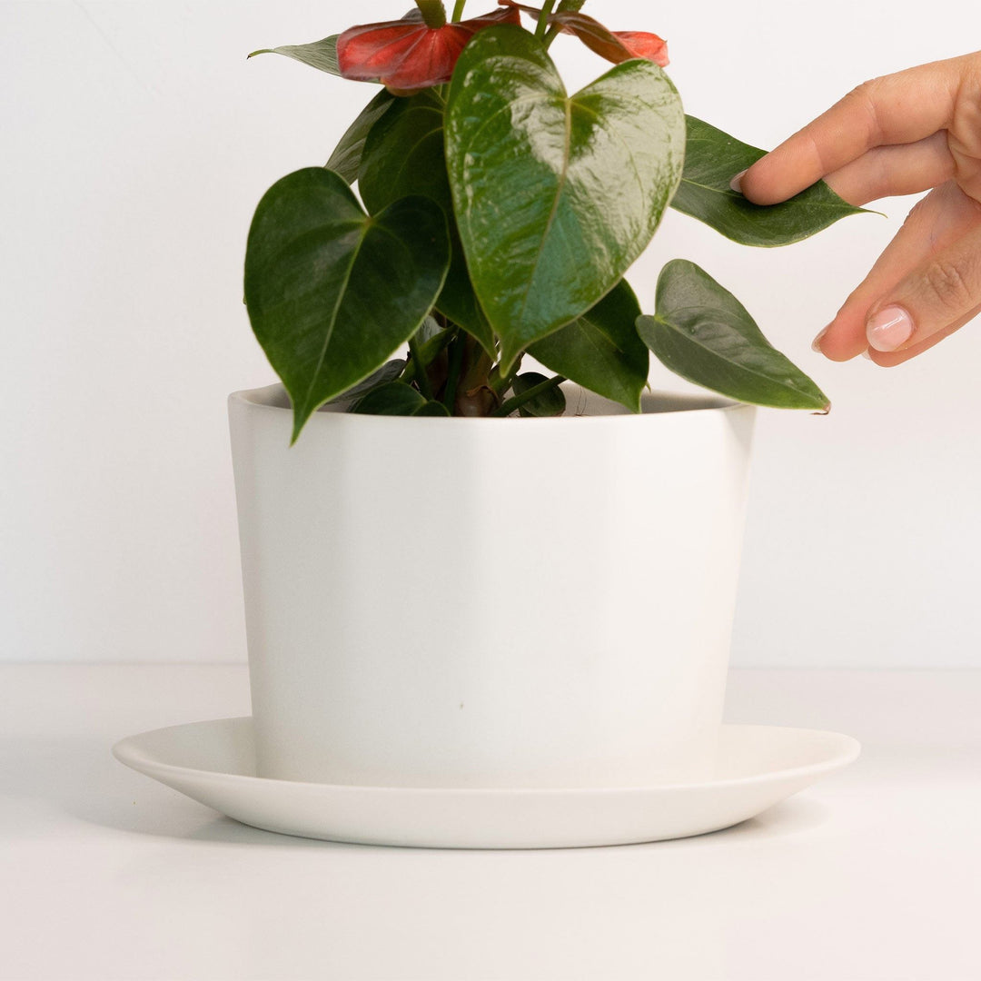 Geometric Oval Handmade Porcelain Planter — Pots & Planters, [material], Ember Collective