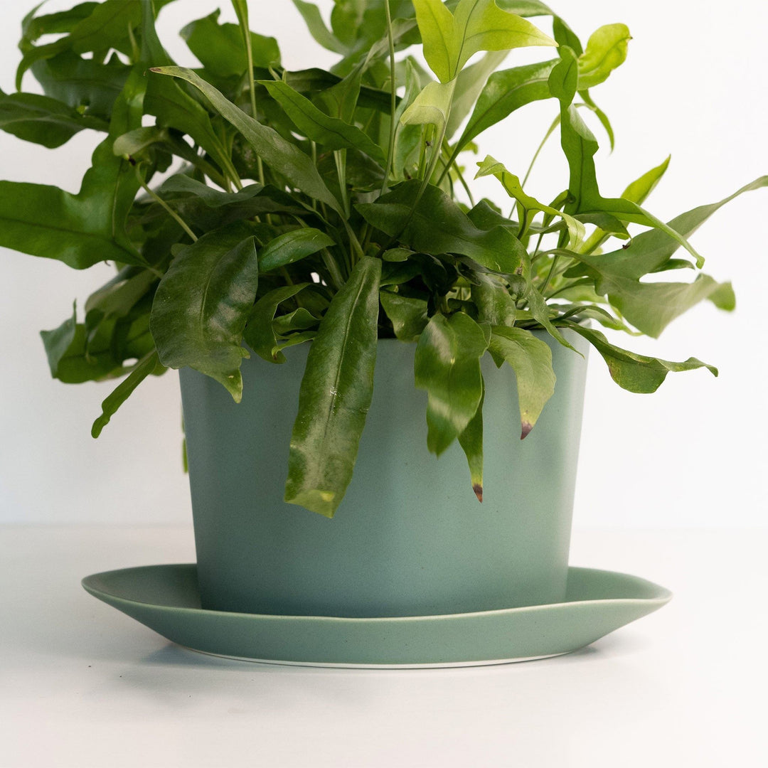 Geometric Oval Handmade Porcelain Planter — Pots & Planters, [material], Ember Collective