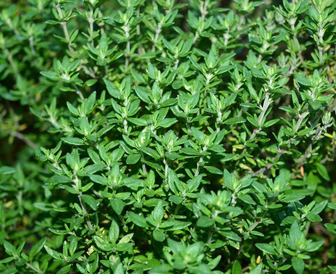 Fresh thyme herb plant with dense small green leaves